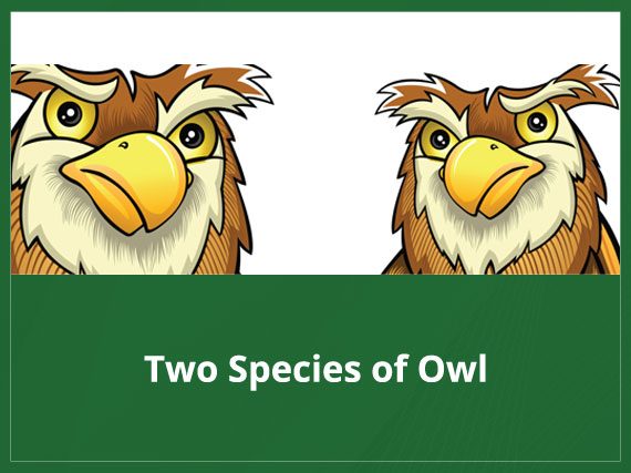 Two Species of Owl